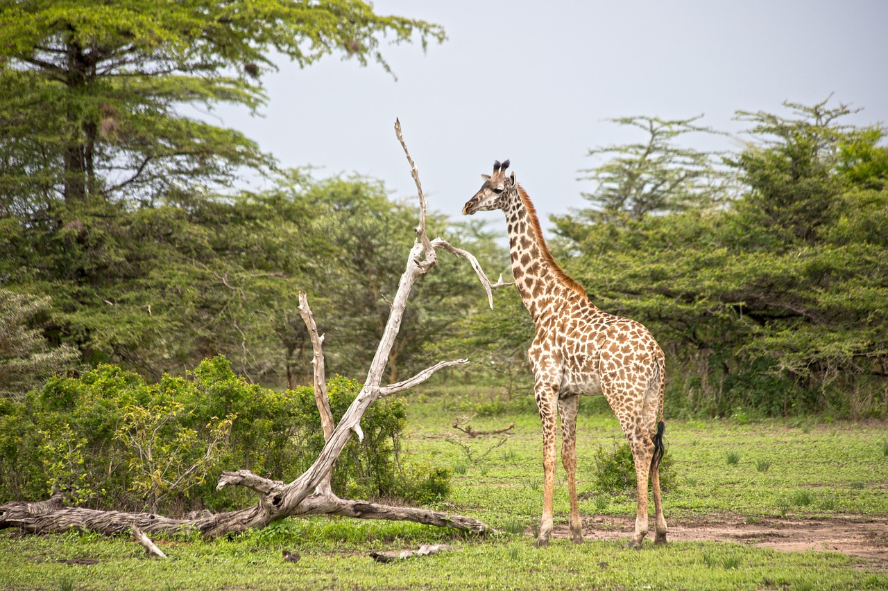 4 day private safari with guide in tanzania